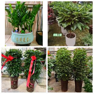 送松原市宁江区前郭尔罗斯县同城绿植花店公司开业送发财树金钱树