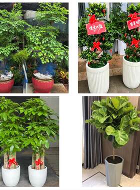 送铜仁市碧江区万山区江口县花卉店同城配送开业绿植发财树幸福树