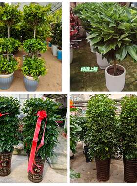 送娄底市娄星区双峰县新化县同城绿植花店公司开业送发财树金钱树