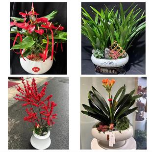 文山州文山县砚山西畴麻栗坡同城绿植店送发财树幸福树开业入新居