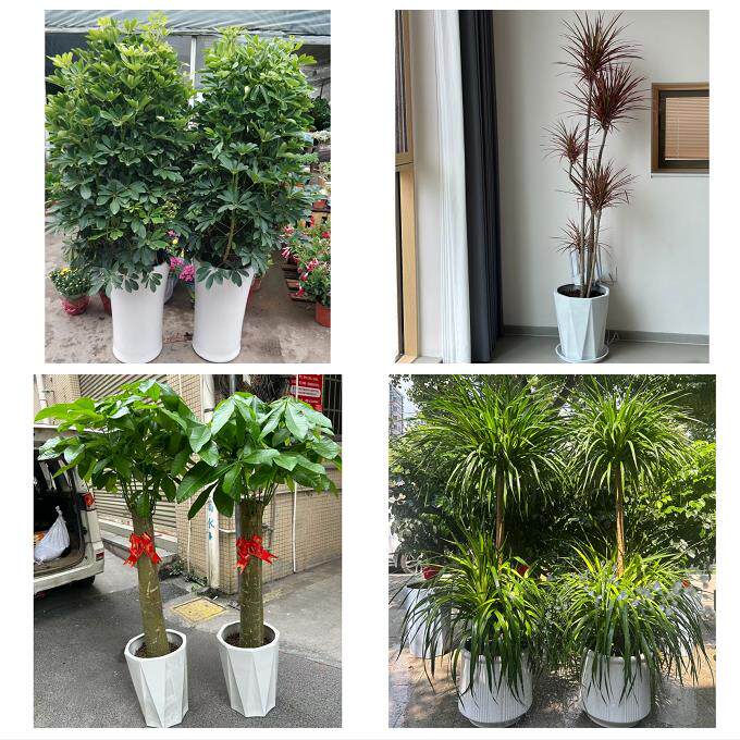 开业乔迁绿植发财树绿萝安庆市宿松望江岳西县桐城市同城花店配送