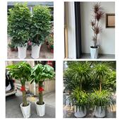 开业乔迁绿植发财树绿萝安庆市宿松望江岳西县桐城市同城花店配送