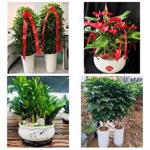 广州市白云黄埔区番禺花都区同城绿植店送发财树幸福树开业入新居