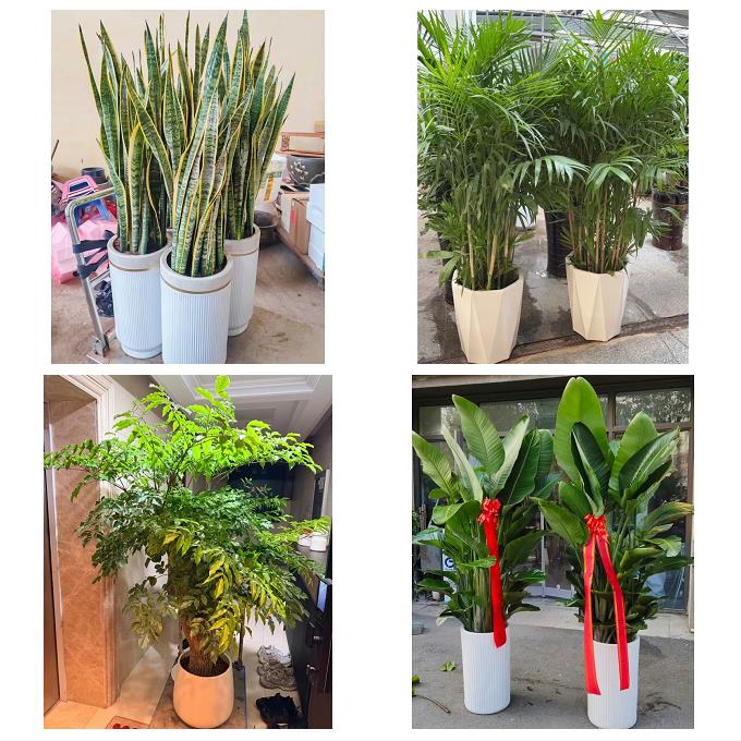 江门市蓬江江海新会区台山市同城绿植花店公司开业送发财树金钱树