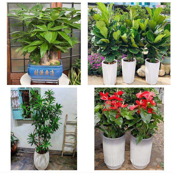 郑州市荥阳新密市新郑登封市同城绿植店送发财树幸福树开业入新居