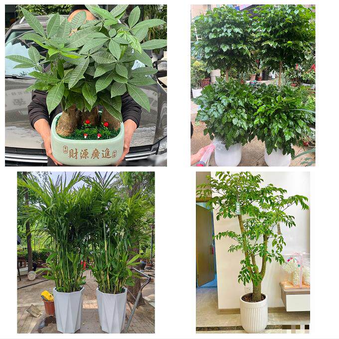 开业乔迁绿植发财树绿萝深圳宝安区福永福海沙井新桥同城花店配送