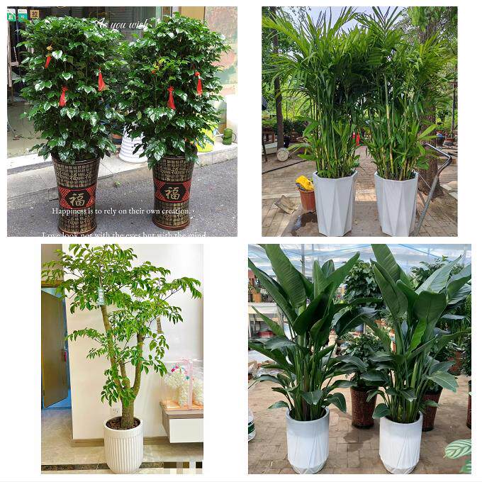 开业乔迁绿植发财树绿萝送嘉兴市海宁市平湖市桐乡市同城花店配送