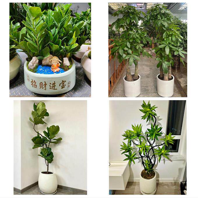开业乔迁绿植发财树绿萝送成都市彭州市邛崃市崇州市同城花店配送