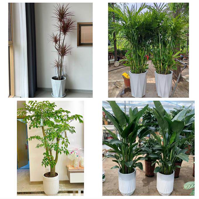 开业乔迁绿植发财树绿萝北京市昌平区城北南口马池口同城花店配送
