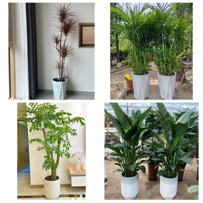 开业乔迁绿植发财树绿萝北京市昌平区城北南口马池口同城花店配送