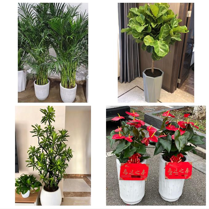 淄博市周村区桓台高青沂源县花卉店同城配送开业绿植发财树幸福树