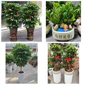 开业乔迁绿植发财树绿萝送台州市椒江区黄岩区路桥区同城花店配送