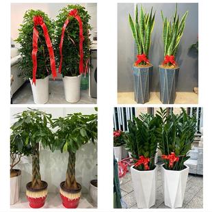 深圳南山区南头南山招商蛇口同城绿植店送发财树幸福树开业入新居