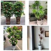 开业乔迁绿植发财树绿萝杭州市西湖滨江萧山区余杭区同城花店配送