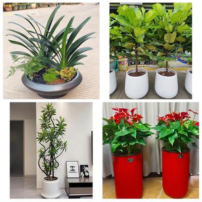 齐齐哈尔富裕克山拜泉讷河市同城花店送开业乔迁绿植发财树幸福树