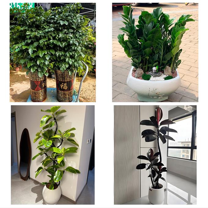 天津和平劝业场小白楼体育馆花卉店同城配送开业绿植发财树幸福树