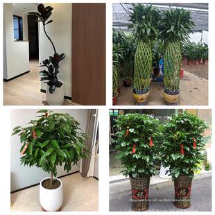 开业乔迁绿植发财树绿萝西藏拉萨市城关区堆龙德庆区同城花店配送