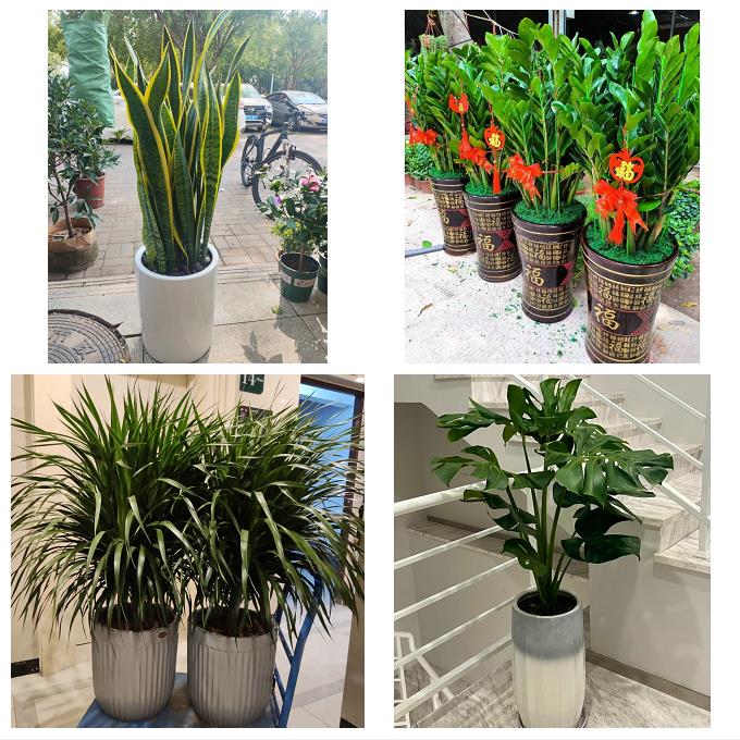 江西景德镇市浮梁县乐平市附近花店同城送发财树公司开业乔迁绿植