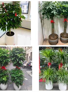 黄石市黄石港西塞山区下陆区花卉店同城配送开业绿植发财树幸福树