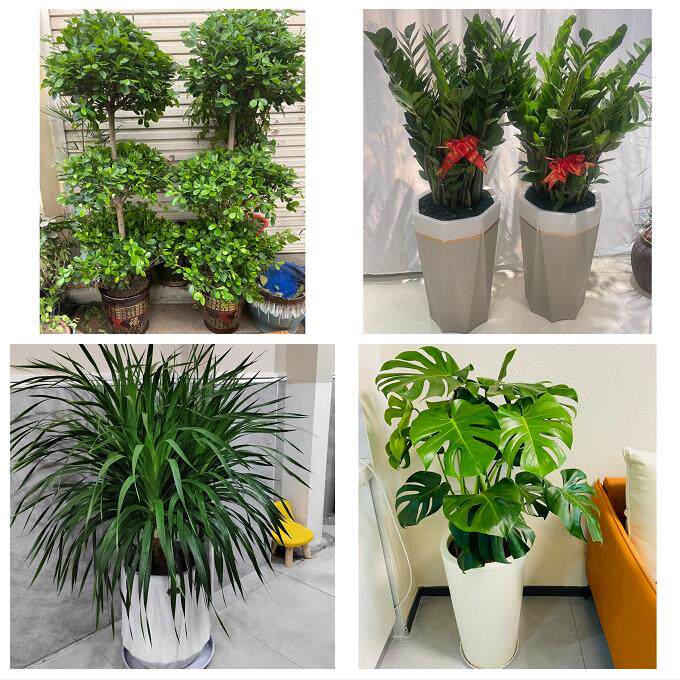 开业乔迁绿植发财树绿萝新乡市封丘长垣卫辉县辉县市同城花店配送