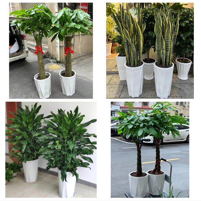 开业乔迁绿植发财树绿萝保定市涿州定州安国高碑店市同城花店配送