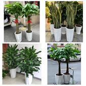 开业乔迁绿植发财树绿萝保定市涿州定州安国高碑店市同城花店配送