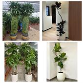 开业乔迁绿植发财树绿萝上海市浦东新区康桥航头六灶同城花店配送