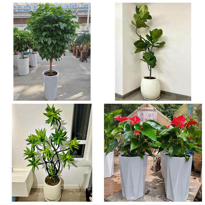 开业乔迁绿植发财树绿萝遵义市红花岗区汇川区播州区同城花店配送