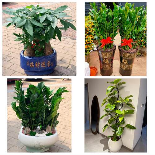 株洲攸县茶陵县炎陵县醴陵市花卉店同城配送开业绿植发财树幸福树