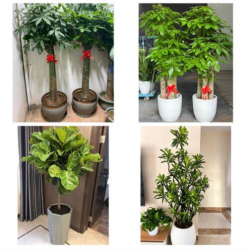 四川攀枝花市东区西区仁和区花卉店同城配送开业绿植发财树幸福树