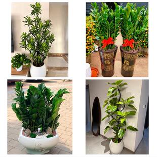 乐山沐川峨边马边县峨眉山市花卉店同城配送开业绿植发财树幸福树