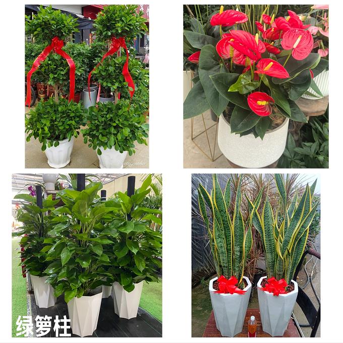 唐山市路南路北古冶区开平区花卉店同城配送开业绿植发财树幸福树