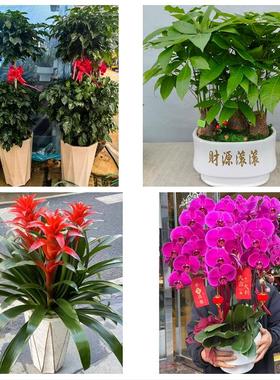 黑河市孙吴县北安五大连池市同城花店送开业乔迁绿植发财树幸福树