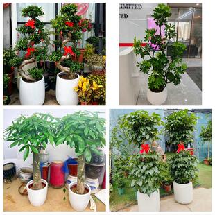 阜阳市太和阜南颍上县界首市同城绿植花店公司开业送发财树金钱树
