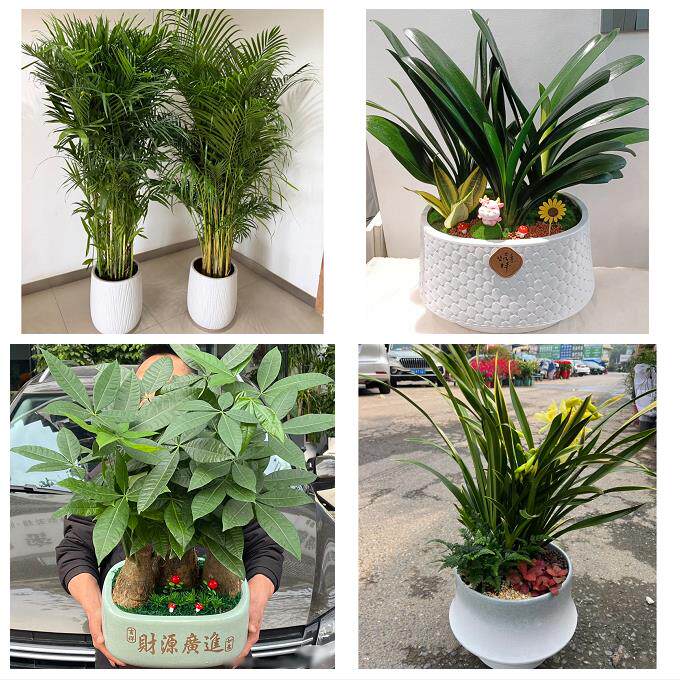 开业乔迁绿植发财树绿萝河南信阳市新县商城县固始县同城花店配送