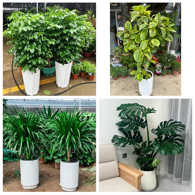 送柳州市柳江区柳城县鹿寨县绿植店同城配送公司开业发财树绿萝柱