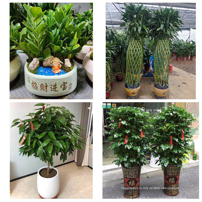 开业乔迁绿植发财树绿萝重庆市江津黔江区长寿合川区同城花店配送