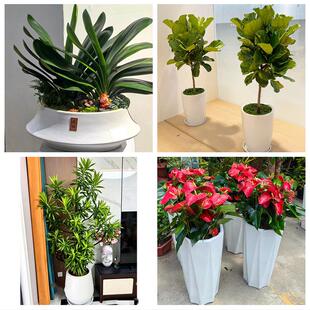 北京市昌平区城北南口马池口同城绿植花店公司开业送发财树金钱树