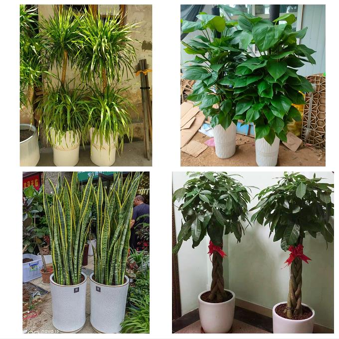 送吉林省白城市洮南市大安市同城花店送发财树绿萝柱开业绿植盆栽