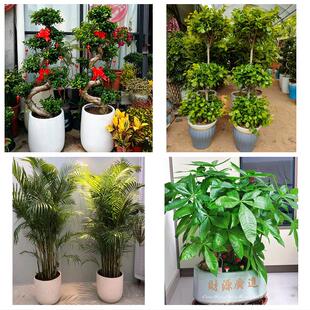 送来宾市武宣县金秀县合山市同城绿植花店公司开业送发财树金钱树