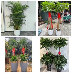 中山市三角横栏镇南头阜沙镇同城绿植店送发财树幸福树开业入新居