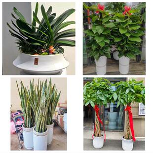 天津河东上杭路东新街鲁山道同城绿植花店公司开业送发财树金钱树