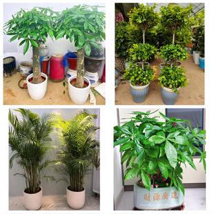 唐山市曹妃甸区遵化市迁安市同城绿植花店公司开业送发财树金钱树