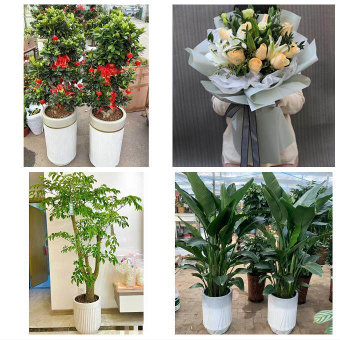 开业乔迁绿植发财树绿萝送昆明市宜良县石林县嵩明县同城花店配送