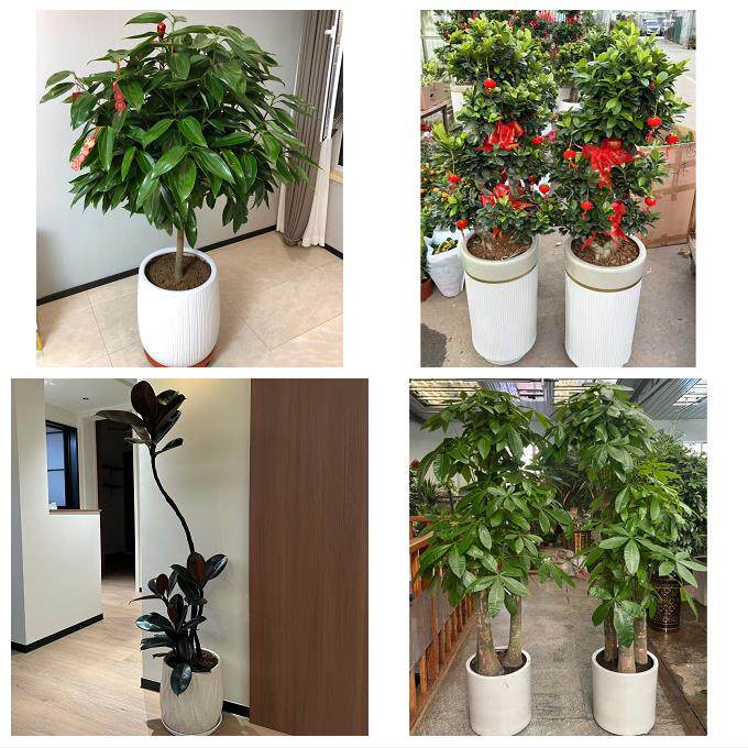 开业乔迁绿植发财树绿萝连云港市连云区海州区赣榆区同城花店配送