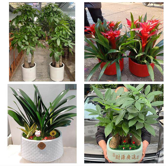 开业乔迁绿植发财树绿萝庆阳市合水正宁县宁县镇原县同城花店配送