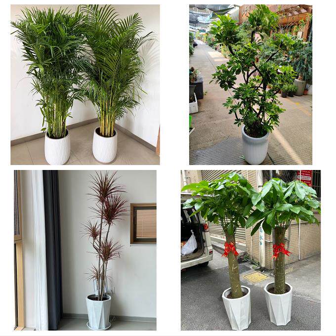 开业乔迁绿植发财树绿萝河南焦作市温县沁阳市孟州市同城花店配送