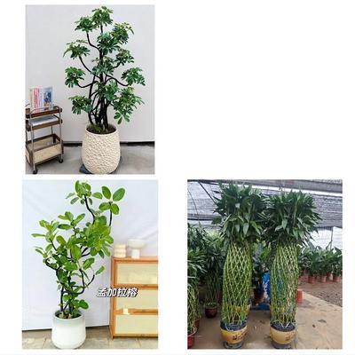 保定市涞水阜平徐水区定兴县同城花店送开业乔迁绿植发财树幸福树