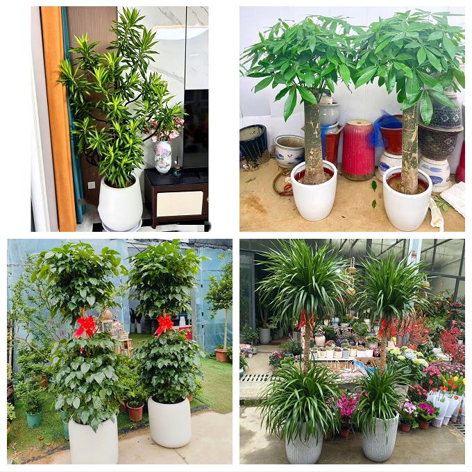 送济南市历下区市中区槐荫区同城绿植花店公司开业送发财树金钱树