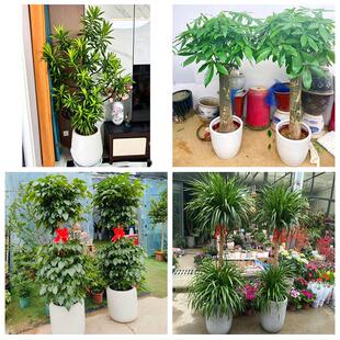 送济南市历下区市中区槐荫区同城绿植花店公司开业送发财树金钱树